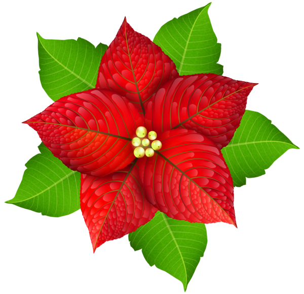 Transparent Poinsettia Christmas Flower Petal Plant for Christmas