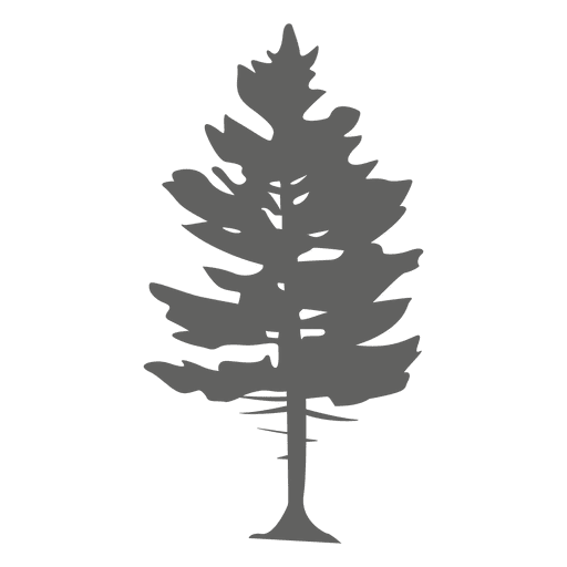 Transparent Pine Tree Conifers Fir Pine Family for Christmas