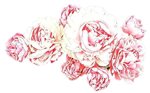 Transparent Garden Roses Cut Flowers Flower Bouquet Pink Flower for Valentines Day