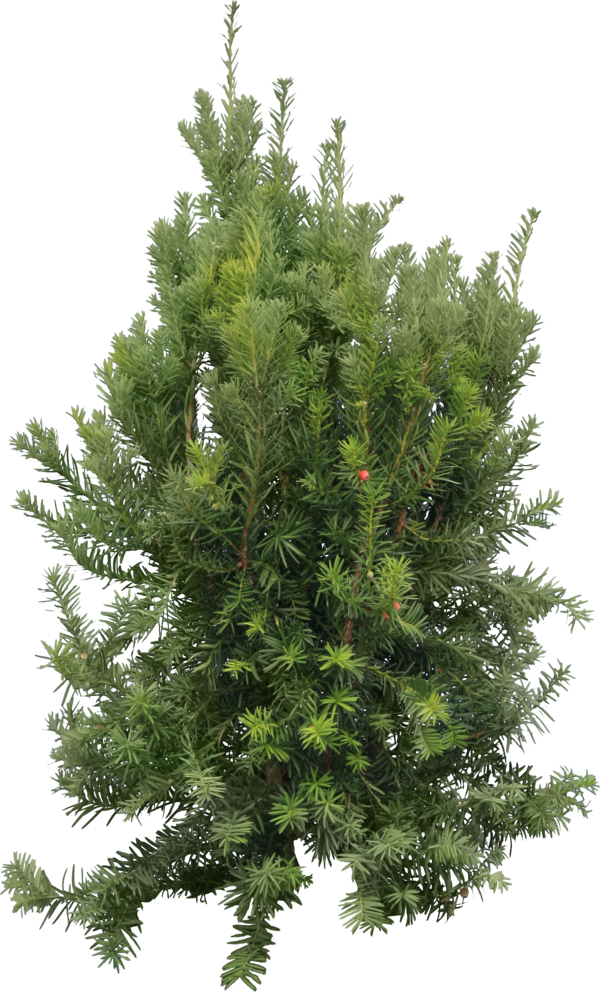 Transparent Fir Spruce New Year Tree Evergreen Pine Family for Christmas