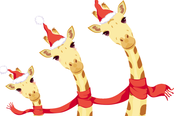 Transparent Northern Giraffe Christmas Southern Giraffe Giraffidae Giraffe for Christmas