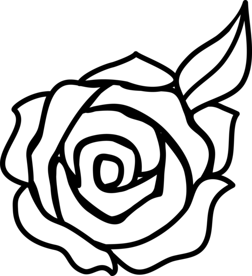 Transparent Rose Outline Drawing Symmetry Rose Order for Valentines Day
