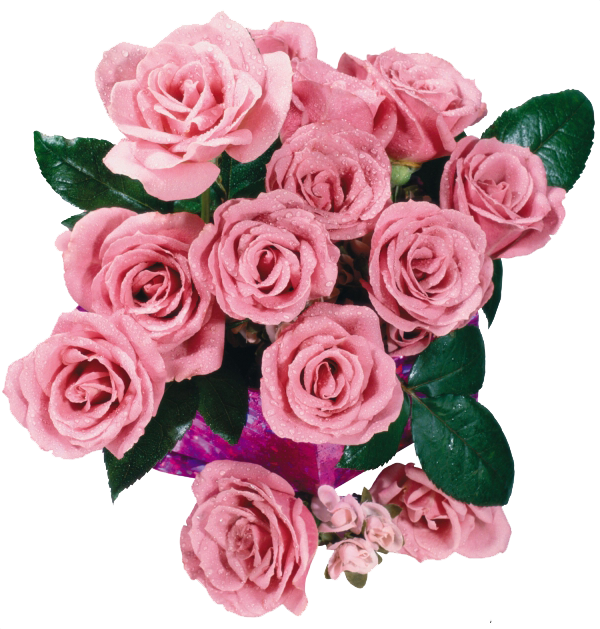 Transparent Garden Roses Square Alban Satragne Prison Saintlazare Pink Plant for Valentines Day