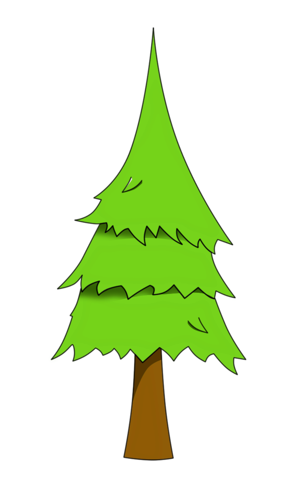 Transparent Pinus Palustris Tree Conifer Cone Fir Pine Family for Christmas