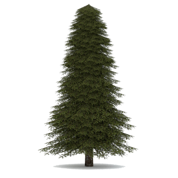 Transparent Pine Balsam Fir Fraser Fir Fir Pine Family for Christmas