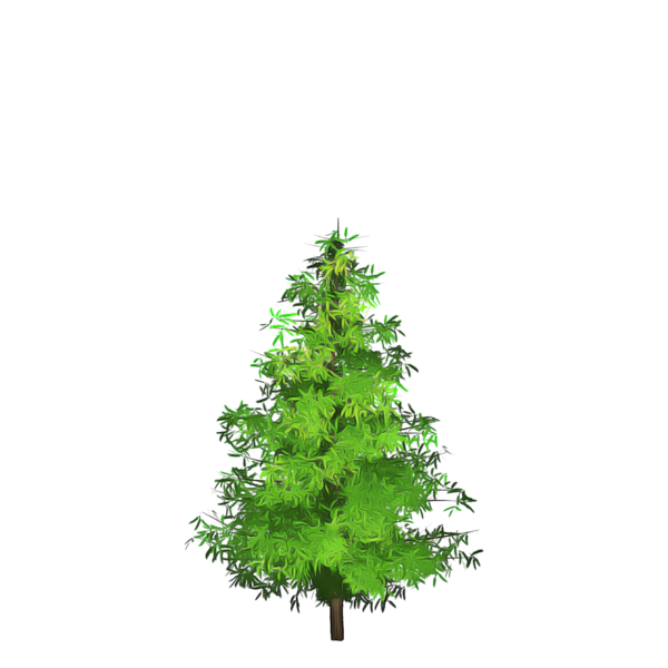 Transparent Spruce Christmas Tree Christmas Ornament Tree Yellow Fir for Christmas