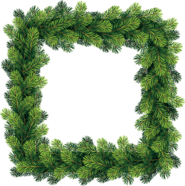 Transparent Borders And Frames Christmas Day Pine White Pine Tree for Christmas