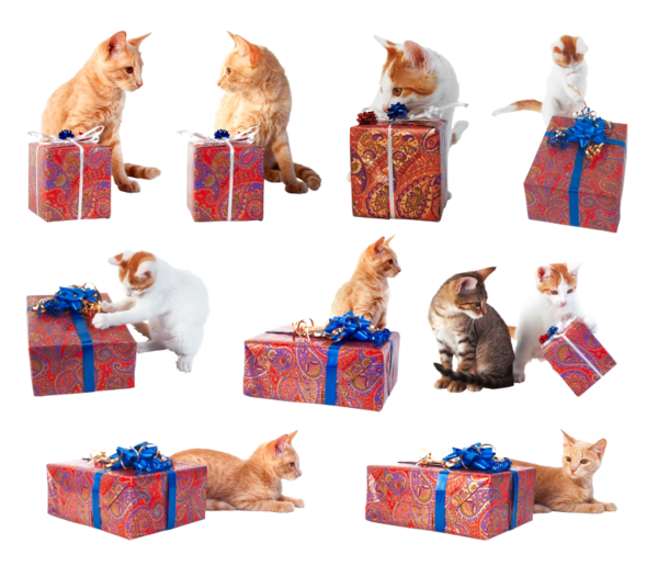 Transparent Cat Christmas Poison Box Toy for Christmas