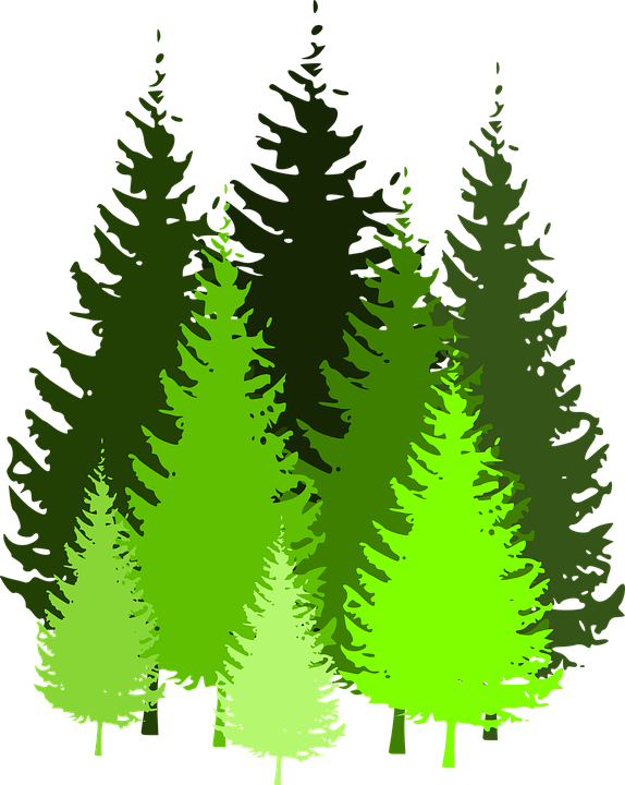 Transparent Pine Tree Eastern White Pine Fir Pine Family for Christmas