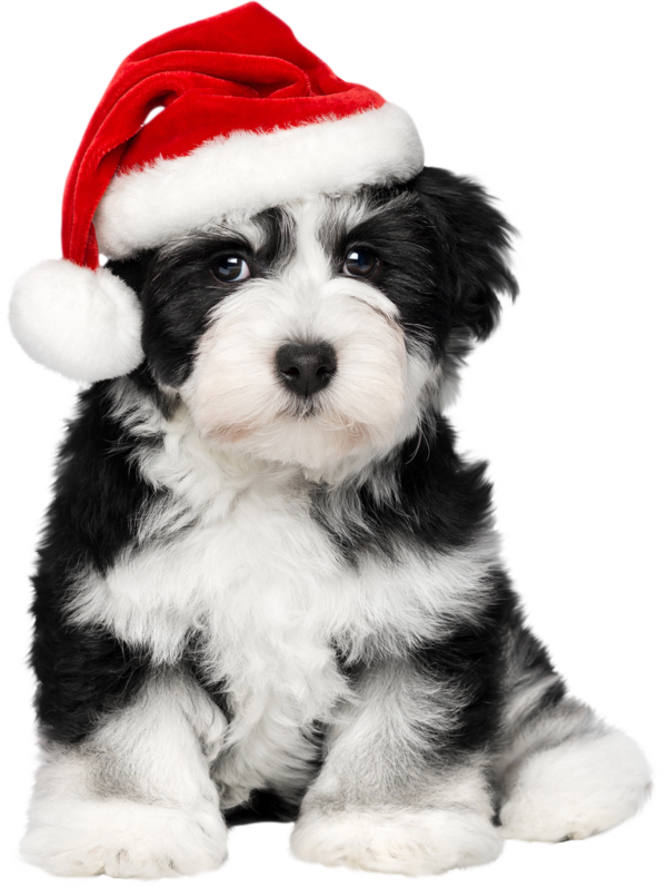 Transparent Havanese Dog Puppy Santa Claus Companion Dog Shih Tzu for Christmas