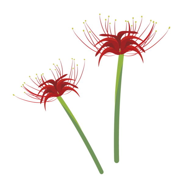 Transparent Red Spider Lily Transvaal Daisy Plants Flower Plant for New Year