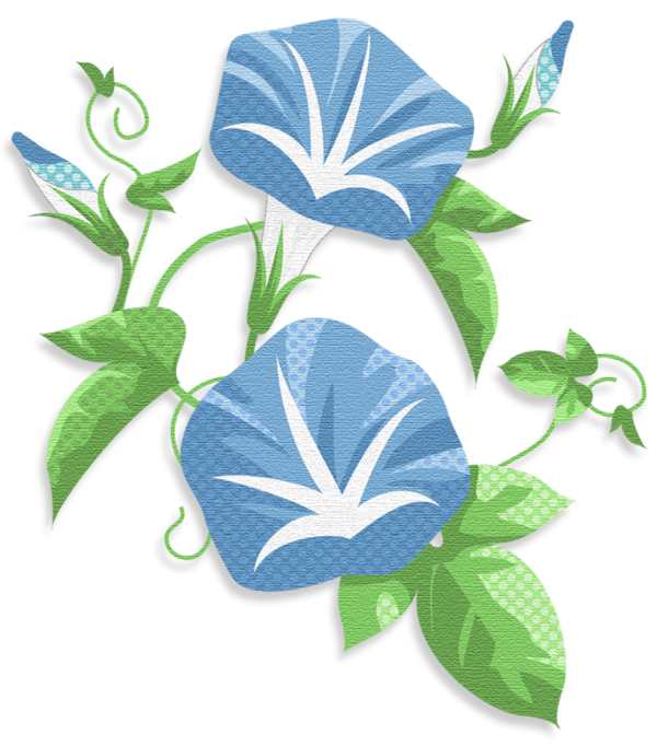 Transparent Japanese Morning Glory Flower Morning Glory Blue for New Year