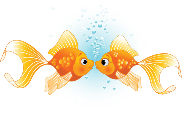 Transparent Fish Kiss Kissing Gourami Goldfish for Valentines Day