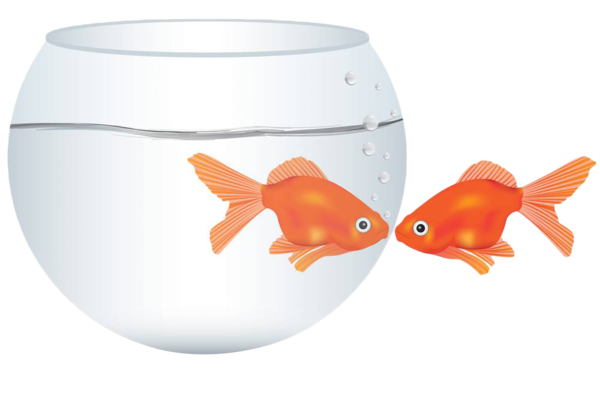 Transparent Goldfish Kissing Gourami Fish Orange for Valentines Day