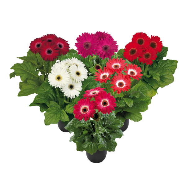 Transparent Cut Flowers Flower Floristry Barberton Daisy for Valentines Day