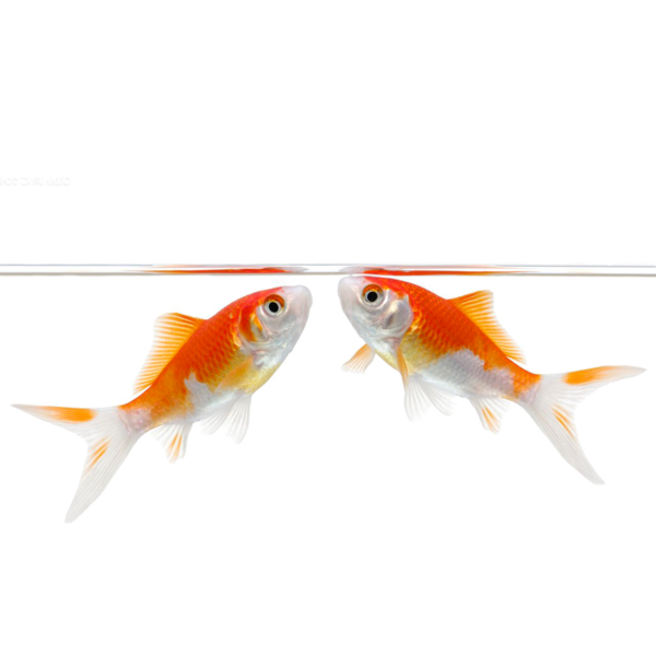 Transparent Carassius Auratus Fish Kissing Gourami Orange Goldfish for Valentines Day