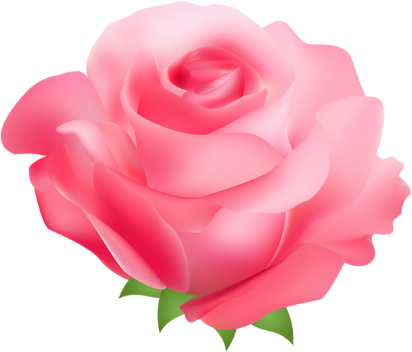 Transparent Rose Pink Rose Family Garden Roses for Valentines Day