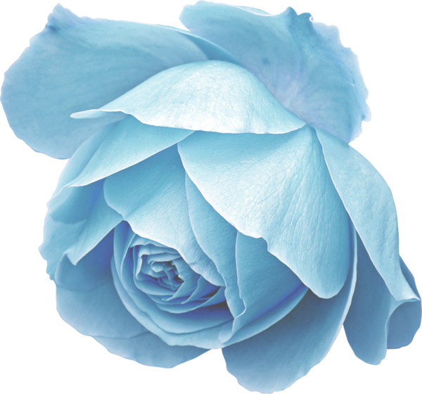 Transparent Blue Rose Blue Rose for Valentines Day