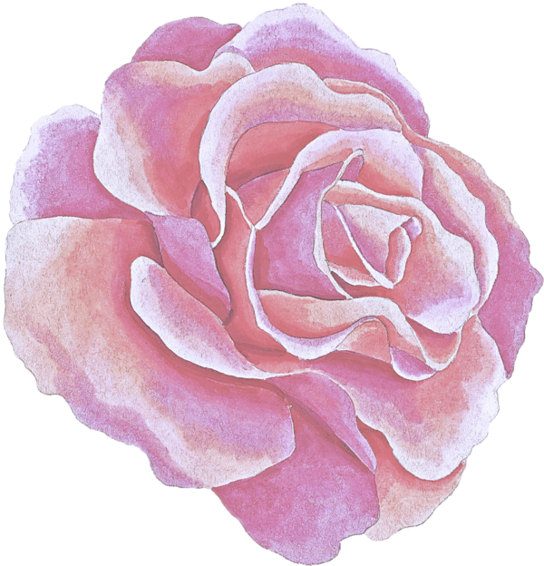 Transparent Pink Garden Roses Petal for Valentines Day