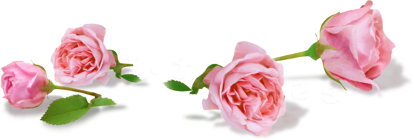 Transparent Garden Roses Cabbage Rose Pink Flower for Valentines Day