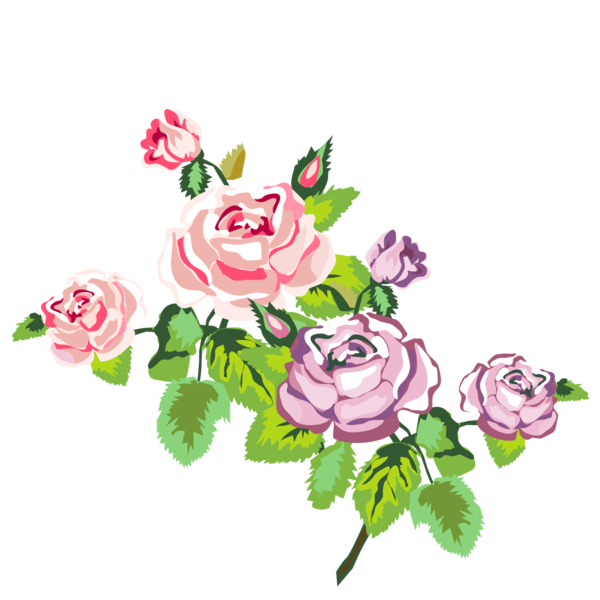 Transparent Rose Drawing Shabby Chic Pink Garden Roses for Valentines Day