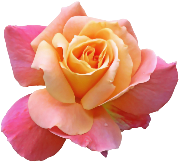 Transparent Flower Garden Roses Petal for Valentines Day