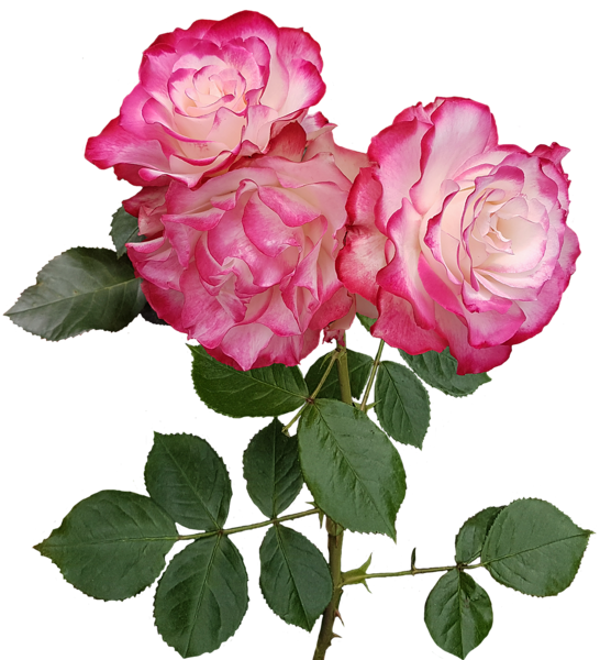 Transparent Garden Roses Cabbage Rose French Rose Flower Rose for Valentines Day