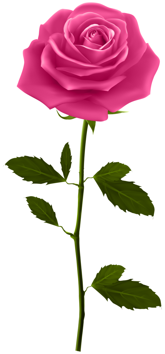 Transparent Rose Blue Rose Garden Roses Pink Plant for Valentines Day