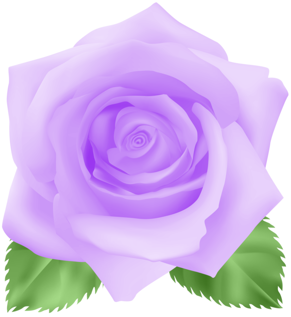 Transparent Garden Roses Cabbage Rose Floribunda Rose Flower for Valentines Day