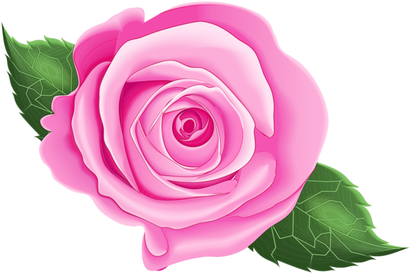 Transparent Garden Roses Cabbage Rose Floribunda Flower Flowering Plant for Valentines Day