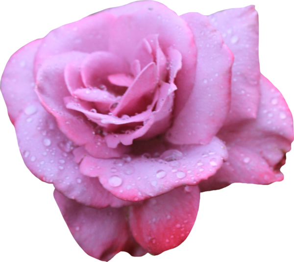 Transparent Beach Rose Flower Petal Pink for Valentines Day