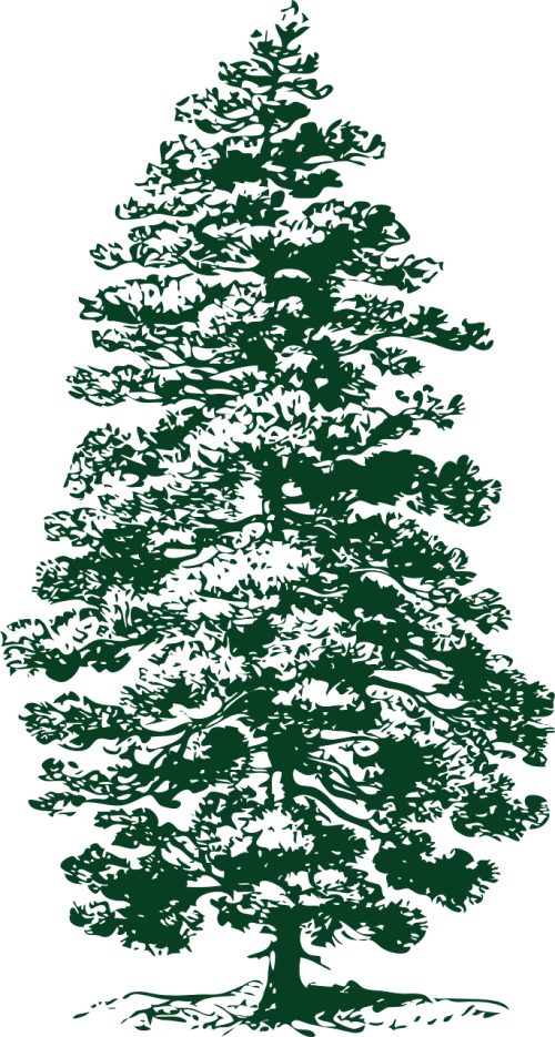 Transparent Lodgepole Pine Fir Tree Christmas Tree for Christmas