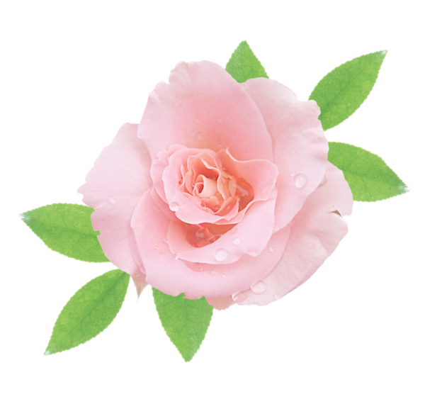 Transparent Garden Roses Cabbage Rose China Rose Flower Rose for Valentines Day
