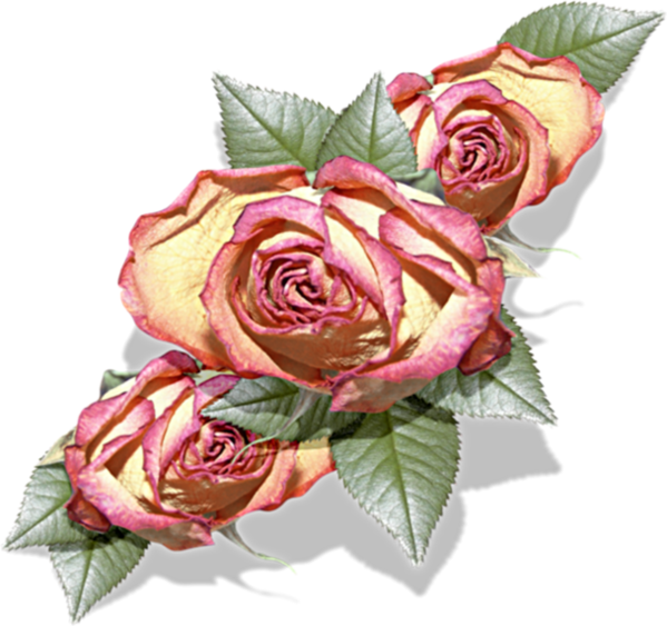 Transparent Garden Roses Cabbage Rose Floribunda Flower Rose for Valentines Day