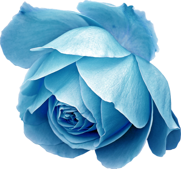 Transparent Blue Rose Flower Blue for Valentines Day