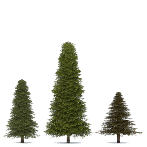 Transparent Fir Spruce Pine Pine Family for Christmas