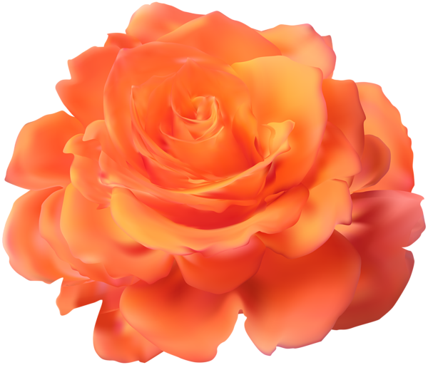 Transparent Garden Roses Blue Rose Floribunda Rose Orange for Valentines Day