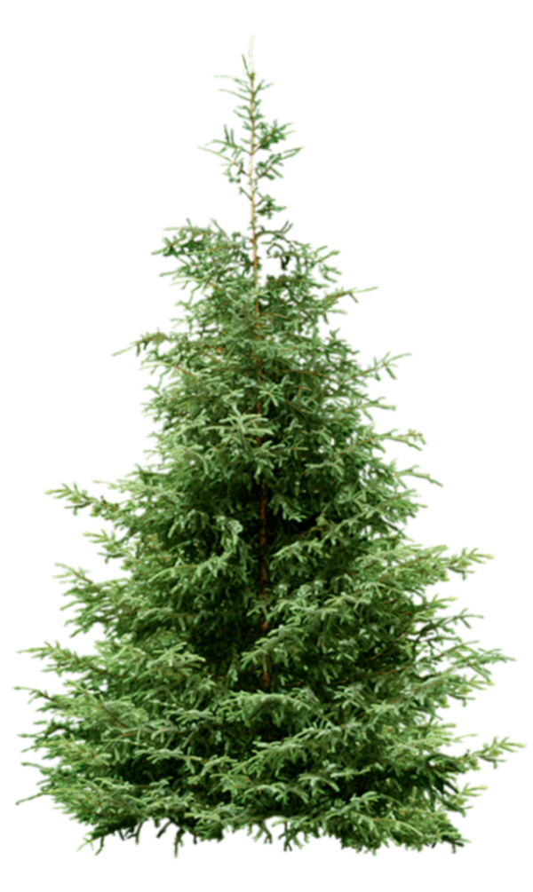 Transparent Nordmann Fir Spruce Christmas Tree Tree for Christmas