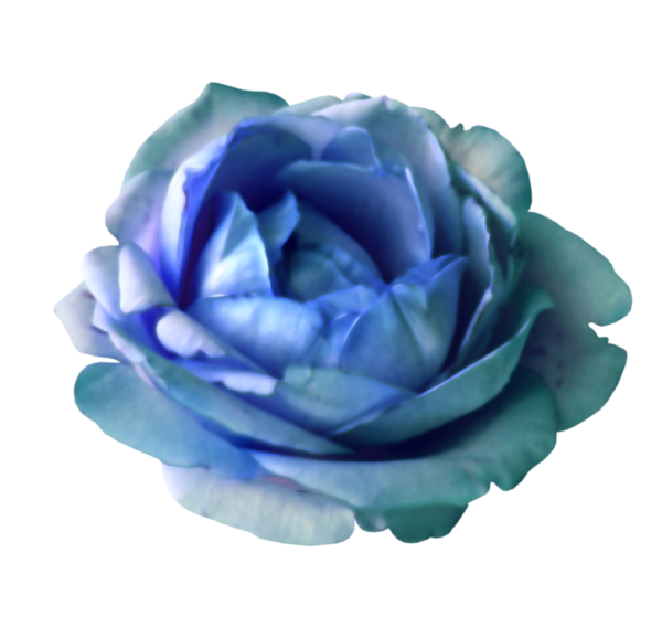 Transparent Garden Roses Cabbage Rose Blue Rose Blue Rose for Valentines Day