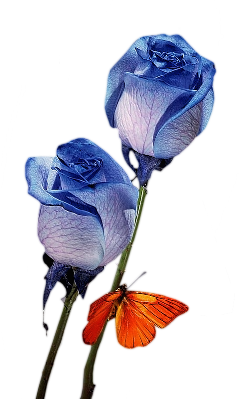 Transparent Blue Rose Flower Bouquet Flower Blue Plant for Valentines Day