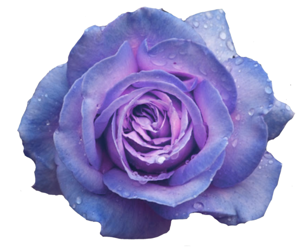 Transparent Garden Roses Blue Rose Cabbage Rose Rose Blue for Valentines Day