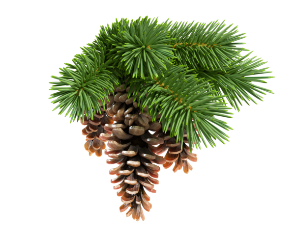 Transparent Conifer Cone Fir Pine Pine Family for Christmas