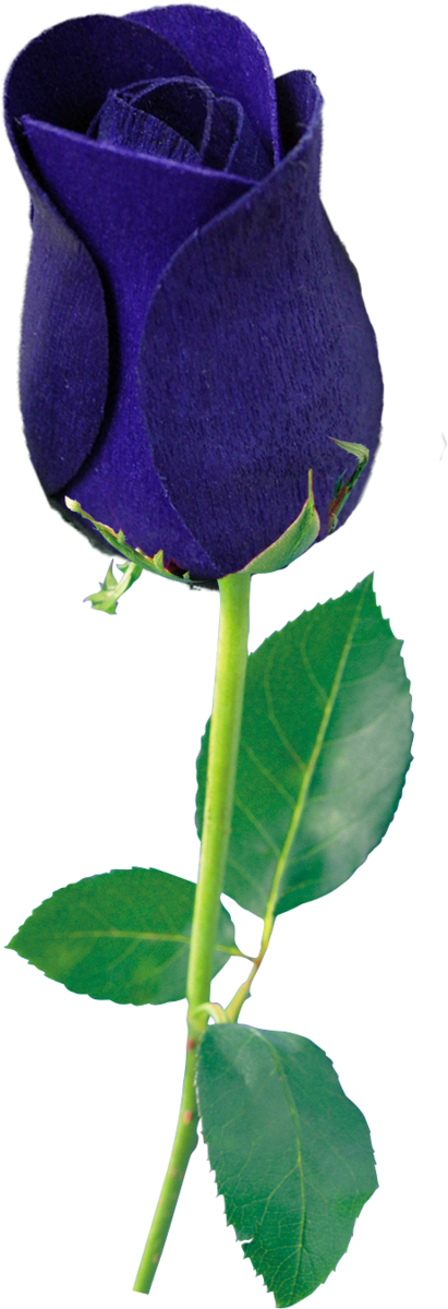 Transparent Blue Rose Garden Roses Flower Rose Family for Valentines Day
