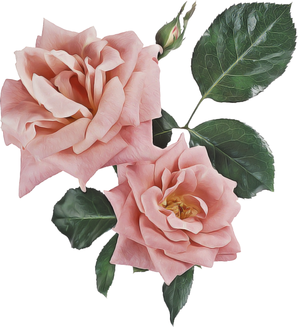 Transparent Flower Garden Roses Pink for Valentines Day