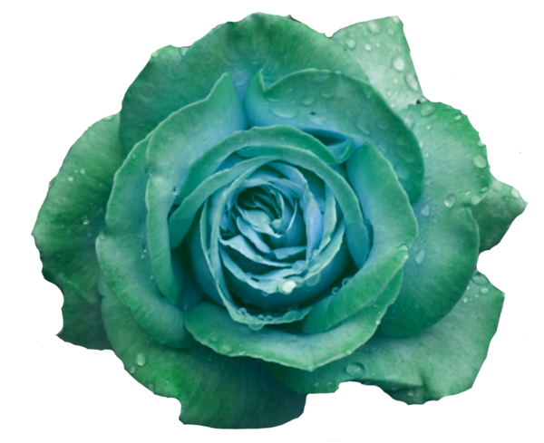 Transparent Garden Roses Cabbage Rose Blue Rose Rose Green for Valentines Day