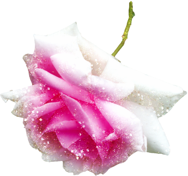 Transparent Garden Roses Pink Flower Petal for Valentines Day