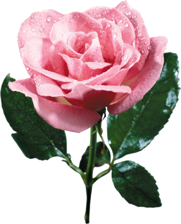 Transparent Garden Roses Cabbage Rose French Rose Rose Flower for Valentines Day