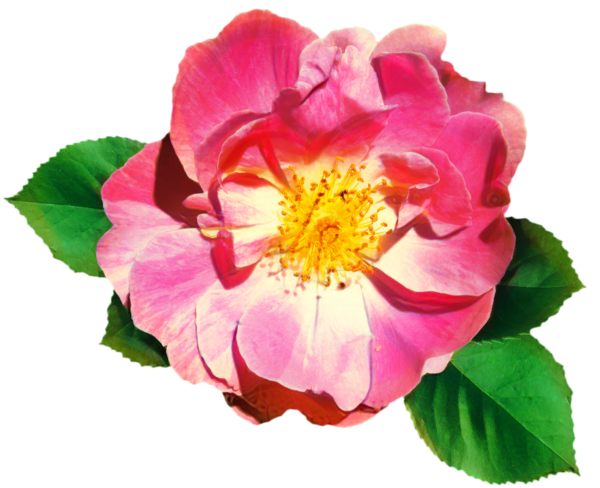 Transparent Cabbage Rose Garden Roses Floribunda Flower Petal for Valentines Day