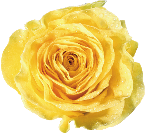 Transparent Garden Roses Yellow Flower Peach for Valentines Day