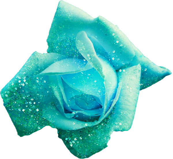 Transparent Blue Rose Rose Hip Flower Blue Aqua for Valentines Day
